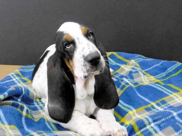 Basset Hound DOG Female Black & White 1084 Petland Gallipolis, OH