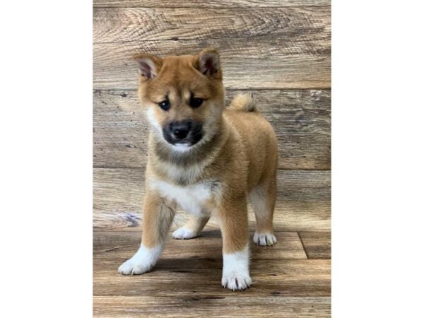 Shiba Inu DOG Female Red Sesame 1097 Petland Gallipolis, OH