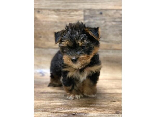 Yorkshire Terrier DOG Male Black / Tan 1099 Petland Gallipolis, OH