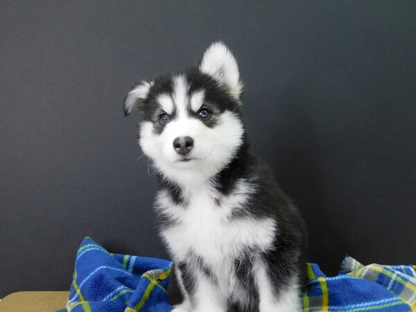 Siberian Husky DOG Male Black & White 1093 Petland Gallipolis, OH