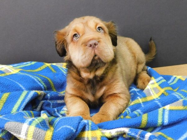 Mini Hippo DOG Female BUFF 1094 Petland Gallipolis, OH