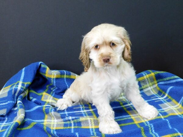 Cocker Spaniel DOG Male BUFF 1096 Petland Gallipolis, OH