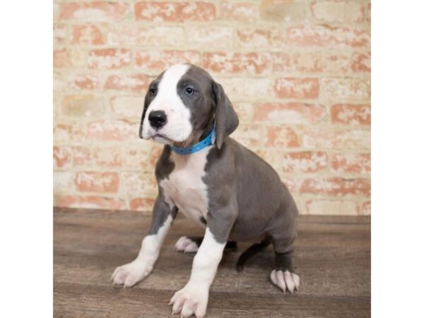 Great Dane DOG Female Blue 1100 Petland Gallipolis, OH