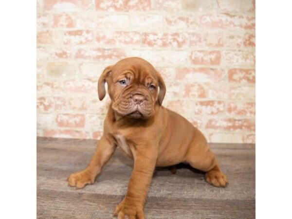 Dogue De Bordeaux-DOG-Female-Red-1102-Petland Gallipolis, OH