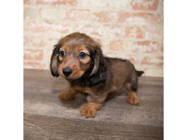 Dachshund DOG Male Wild Boar 1103 Petland Gallipolis, OH