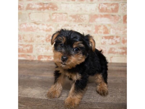 Yorkshire Terrier-DOG-Female-Black / Tan-1104-Petland Gallipolis, OH