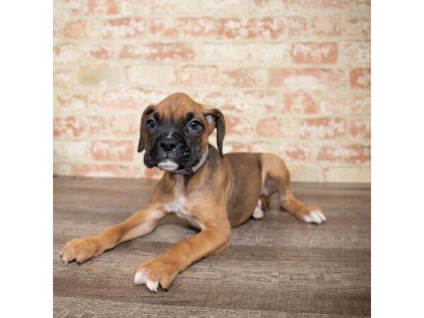 Boxer DOG Male Fawn 1105 Petland Gallipolis, OH