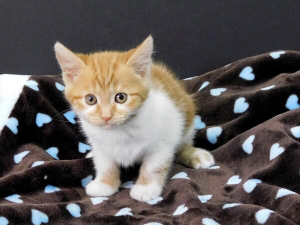 Domestic Short Hair-CAT-Female-Orange & White-1108-Petland Gallipolis, OH