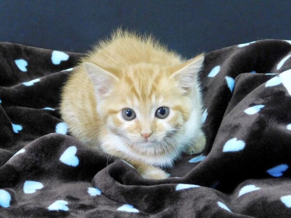 Domestic Short Hair CAT Female Orange & White 1107 Petland Gallipolis, OH