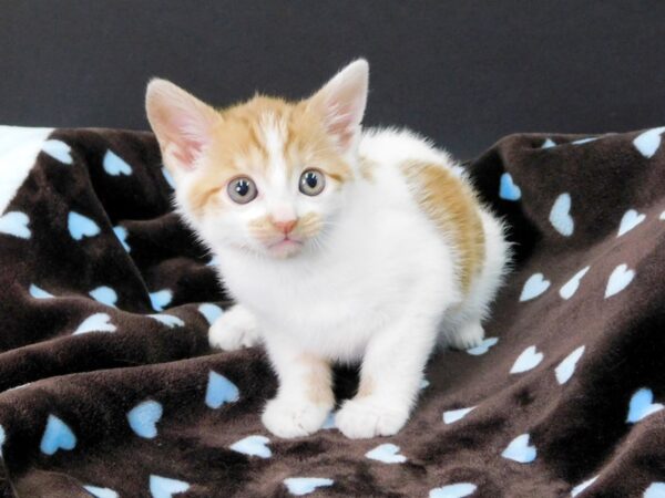 Domestic Short Hair-CAT-Male-Orange & White-1106-Petland Gallipolis, OH