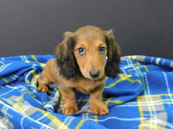 Dachshund DOG Female RED 1095 Petland Gallipolis, OH