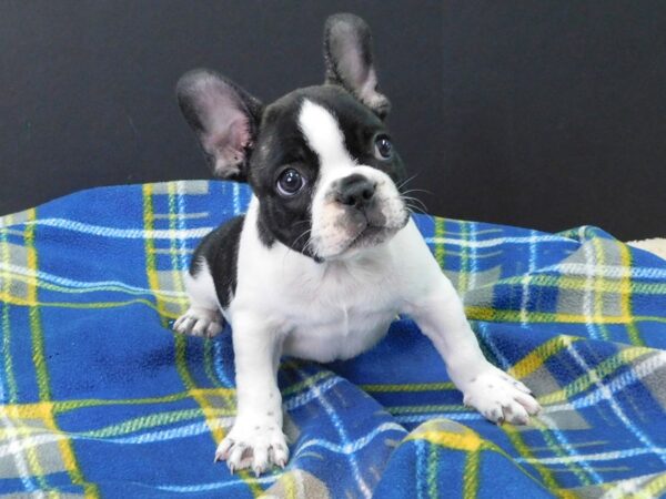 French Bulldog DOG Male Brindle & White 1109 Petland Gallipolis, OH