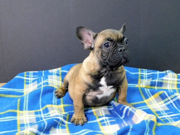 French Bulldog DOG Male Fawn 1098 Petland Gallipolis, OH