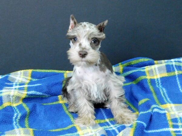 Miniature Schnauzer DOG Female LIVER MERLE 1113 Petland Gallipolis, OH