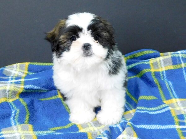 Shih Tzu DOG Male brown white 1112 Petland Gallipolis, OH