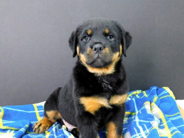 Rottweiler DOG Male Black and Tan 1111 Petland Gallipolis, OH