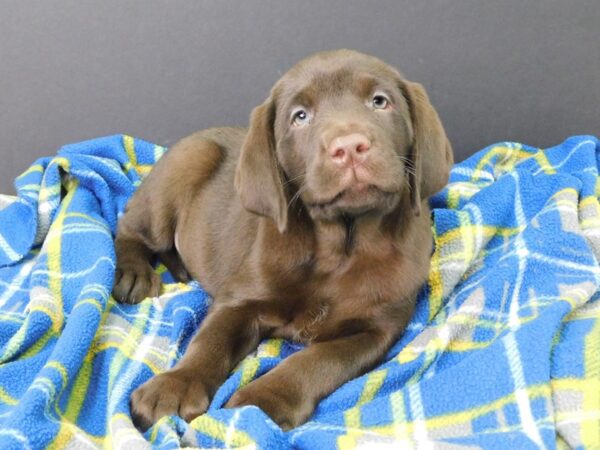 Labrador Retriever DOG Female Chocolate 1110 Petland Gallipolis, OH