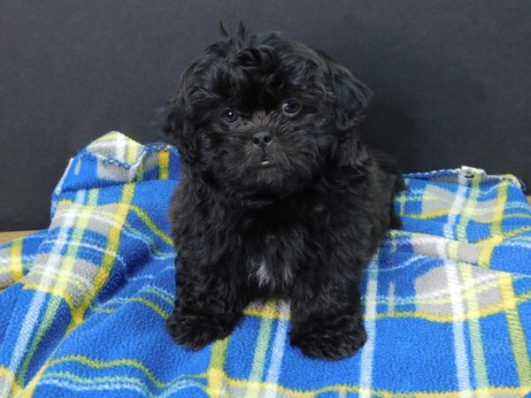 Shih Tzu DOG Male Black 1115 Petland Gallipolis, OH