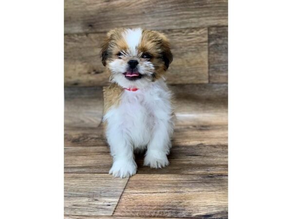 Shih Tzu DOG Male Red / White 1119 Petland Gallipolis, OH