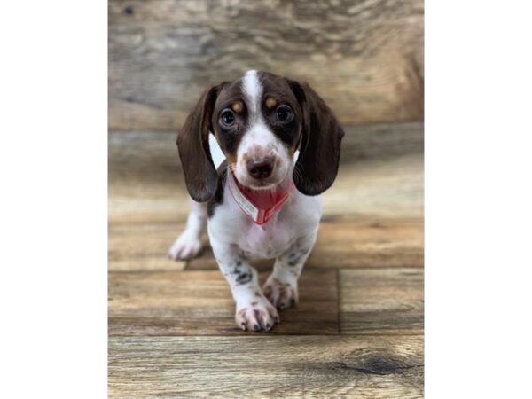 Dachshund DOG Male Chocolate 1120 Petland Gallipolis, OH