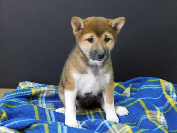 Shiba Inu DOG Male Red 1118 Petland Gallipolis, OH