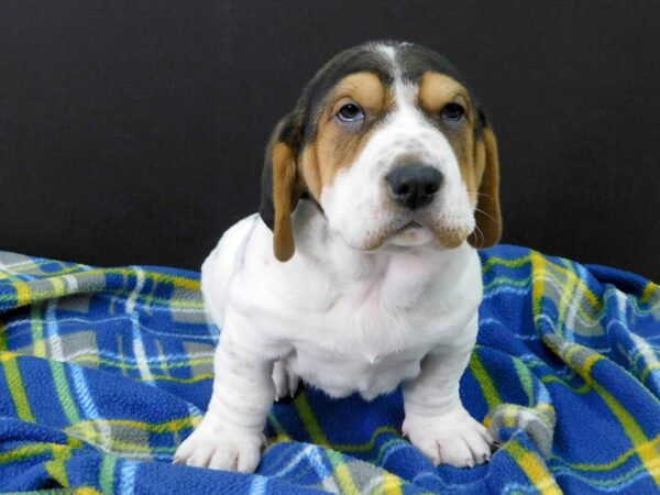 Walrus DOG Male Black Tri 1117 Petland Gallipolis, OH