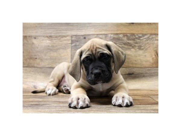 Mastiff-DOG-Female-Fawn-1121-Petland Gallipolis, OH