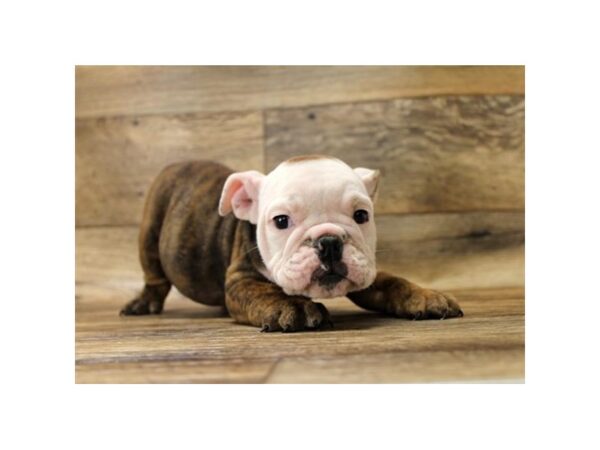 Bulldog-DOG-Male-Brindle / White-1123-Petland Gallipolis, OH