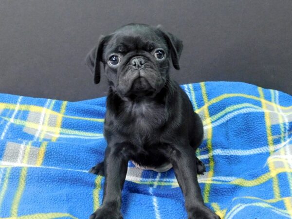 Pug DOG Female BLK 1126 Petland Gallipolis, OH