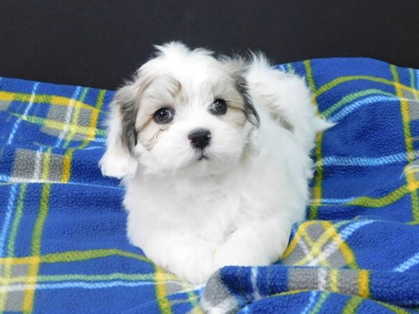 Teddy DOG Male Brown White 1125 Petland Gallipolis, OH