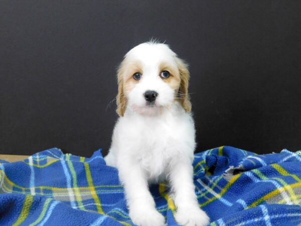 Cava Chon-DOG-Male-BLENHEIM-1124-Petland Gallipolis, OH