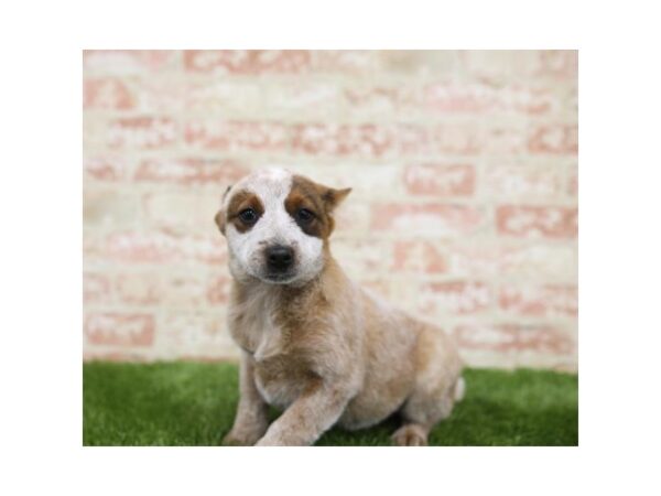 Australian Cattle Dog-DOG-Female-Red Mottled-1128-Petland Gallipolis, OH