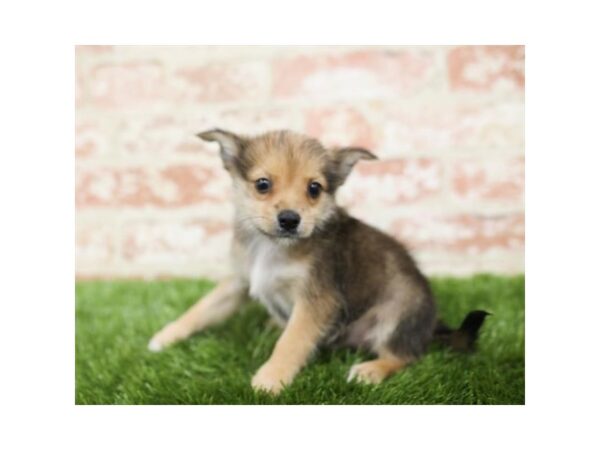 Chihuahua DOG Male Black Sabled Fawn 1129 Petland Gallipolis, OH