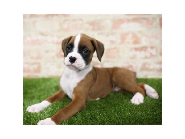 Boxer DOG Male Fawn 1131 Petland Gallipolis, OH