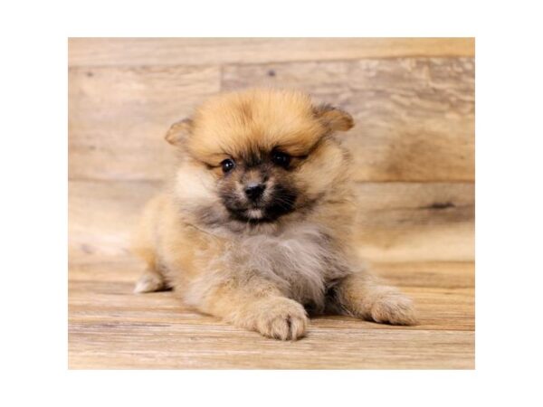 Pomeranian DOG Female Red Sable 1134 Petland Gallipolis, OH