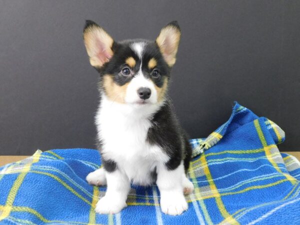 Pembroke Welsh Corgi DOG Male Black Tan / White 1133 Petland Gallipolis, OH