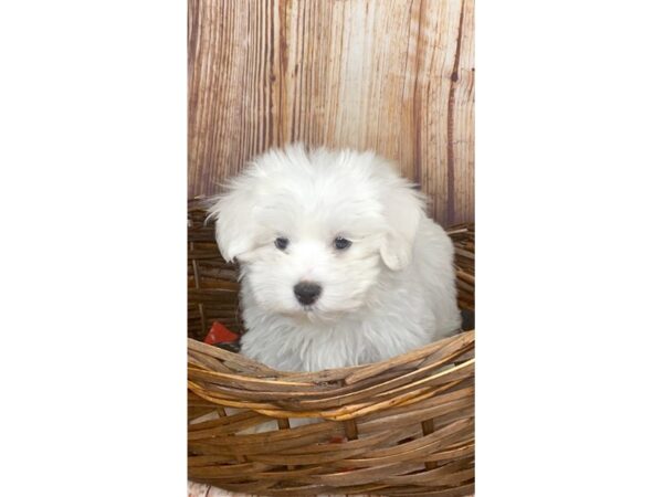 Maltese DOG Male White 1148 Petland Gallipolis, OH