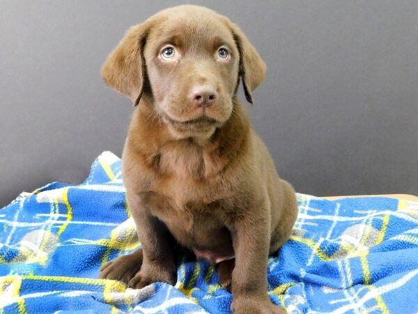 Labrador Retriever DOG Male Chocolate 1135 Petland Gallipolis, OH