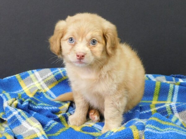 Chiweenie DOG Male CREAM 1136 Petland Gallipolis, OH