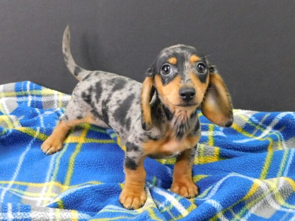 Dachshund DOG Female dapple 1137 Petland Gallipolis, OH