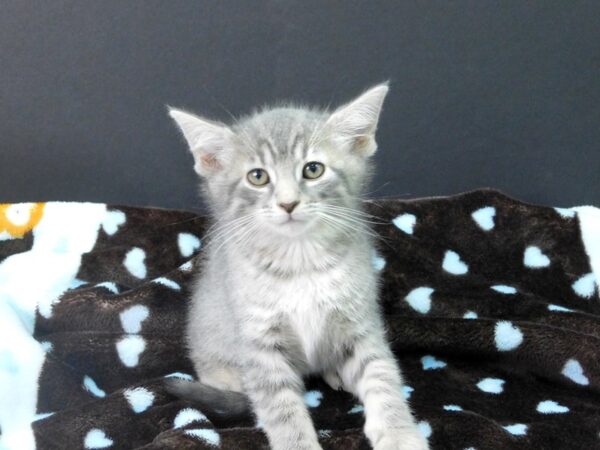 Domestic Medium Hair-CAT-Male-Gray Tabby-1139-Petland Gallipolis, OH