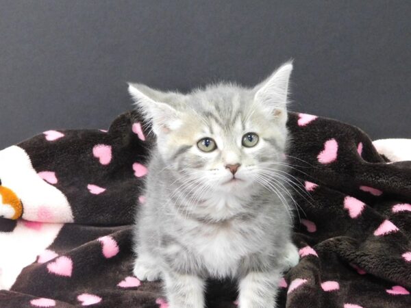 Domestic Medium Hair-CAT-Female-Gray Tabby-1140-Petland Gallipolis, OH