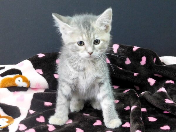 Domestic Medium Hair-CAT-Female-Dilute Tortoiseshell-1141-Petland Gallipolis, OH