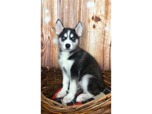 Siberian Husky DOG Female Black / White 1147 Petland Gallipolis, OH