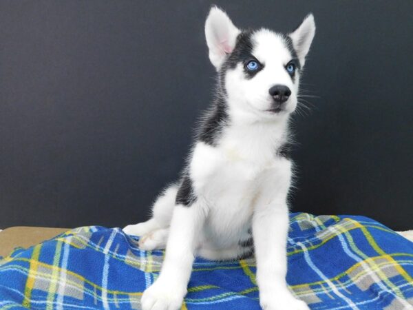 Siberian Husky DOG Male Black & White 1145 Petland Gallipolis, OH