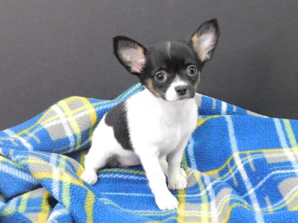 Chihuahua DOG Female TRI 1144 Petland Gallipolis, OH