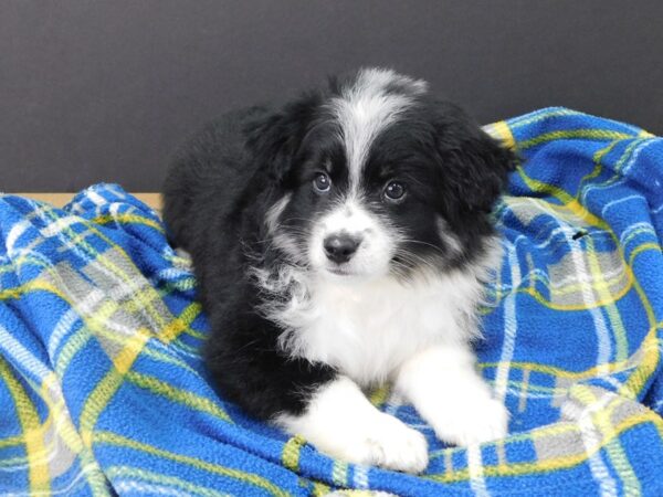 Aussimo-DOG-Male-TRI-1143-Petland Gallipolis, OH