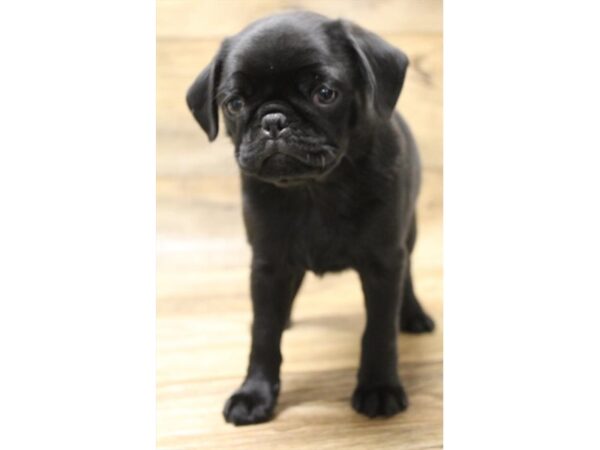 Pug DOG Female Black 1150 Petland Gallipolis, OH