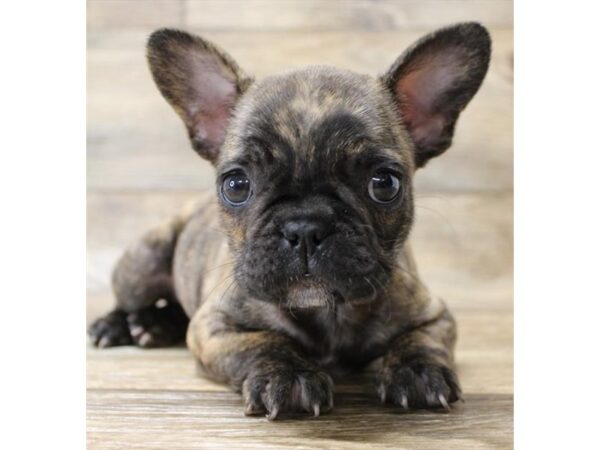 French Bulldog-DOG-Male-Brindle-1151-Petland Gallipolis, OH