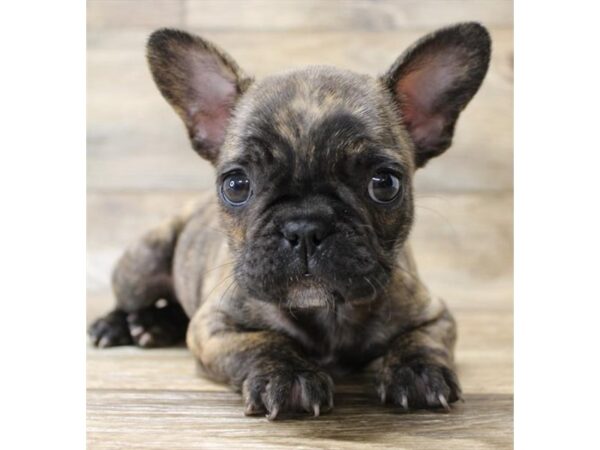 French Bulldog DOG Male Brindle 1151 Petland Gallipolis, OH